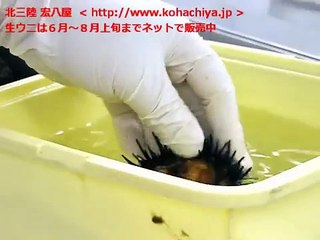 Nhum processing ( Bridge Gai ) Japanese