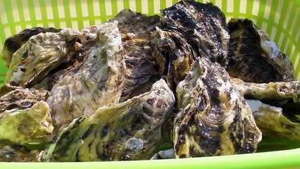 The way that Japanese people eat oysters