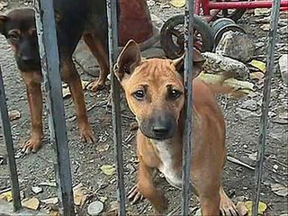 Kuttay - Poem by Faiz Ahmed Faiz