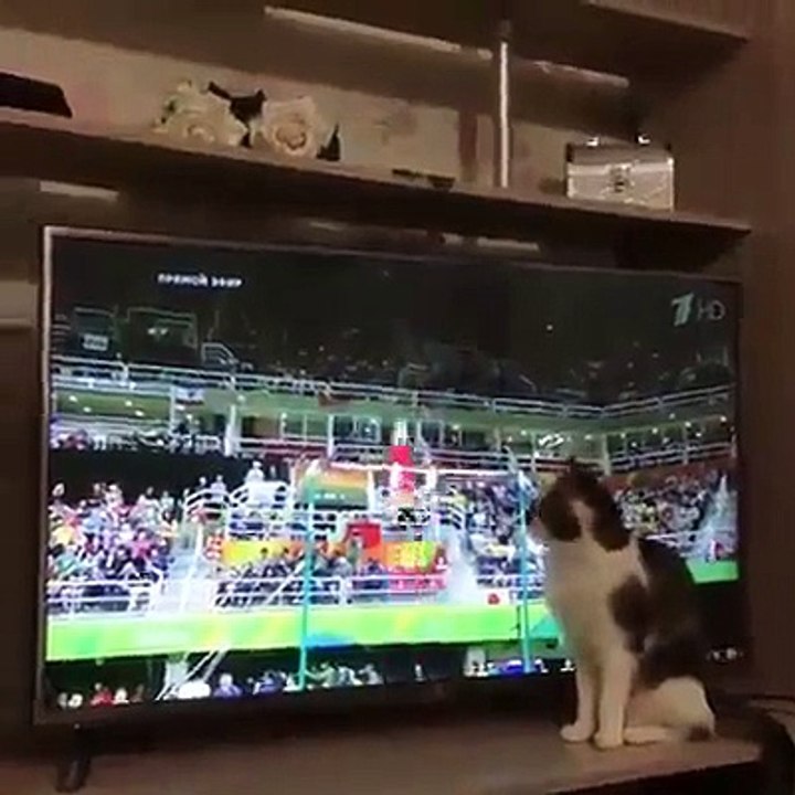 gato olimpíadas