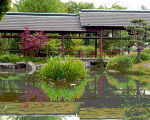 Fleurs de lotus (montage artistique)