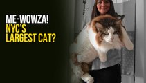 This Might Be The Largest Cat In The World