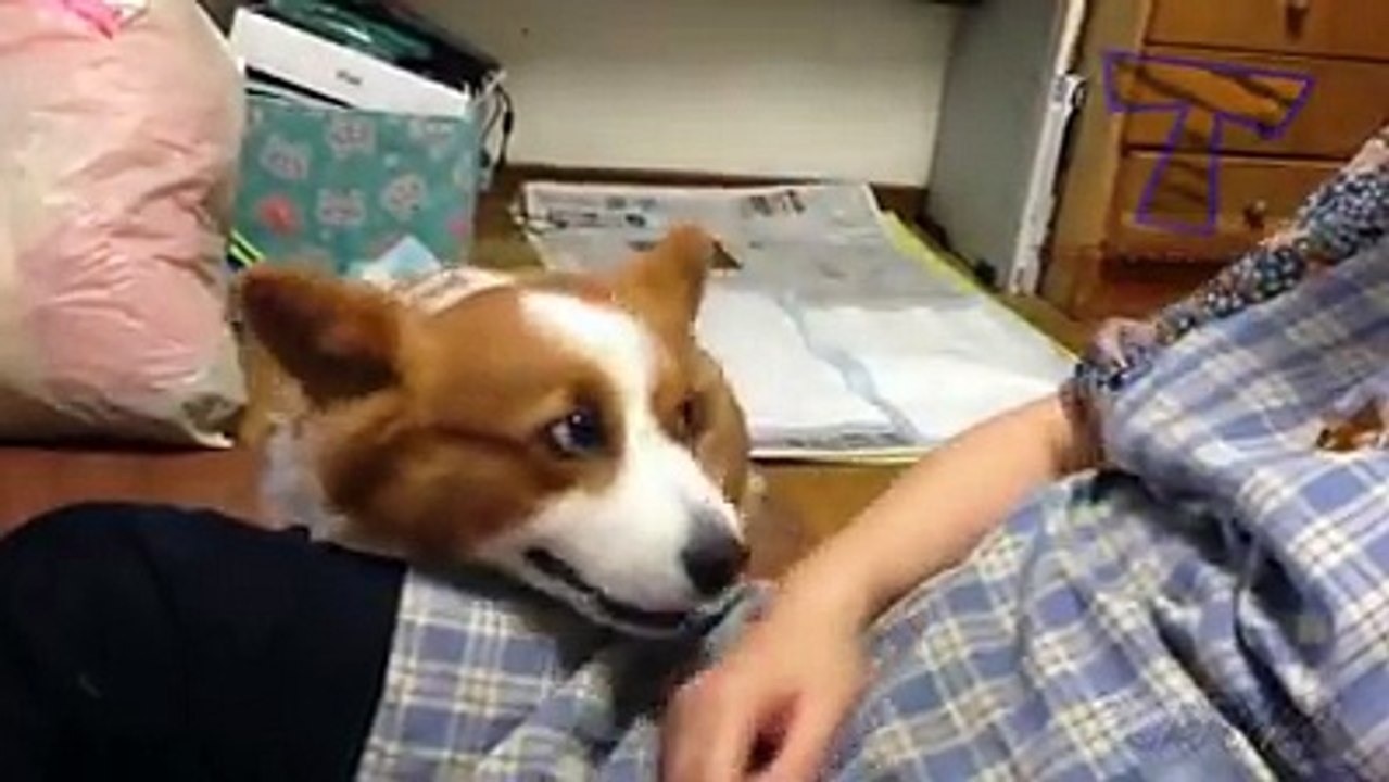 dog vs cat