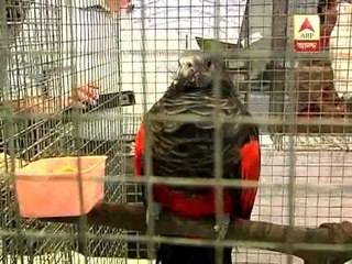 Foriegn bird fair at YMCA  at Vivekananda road