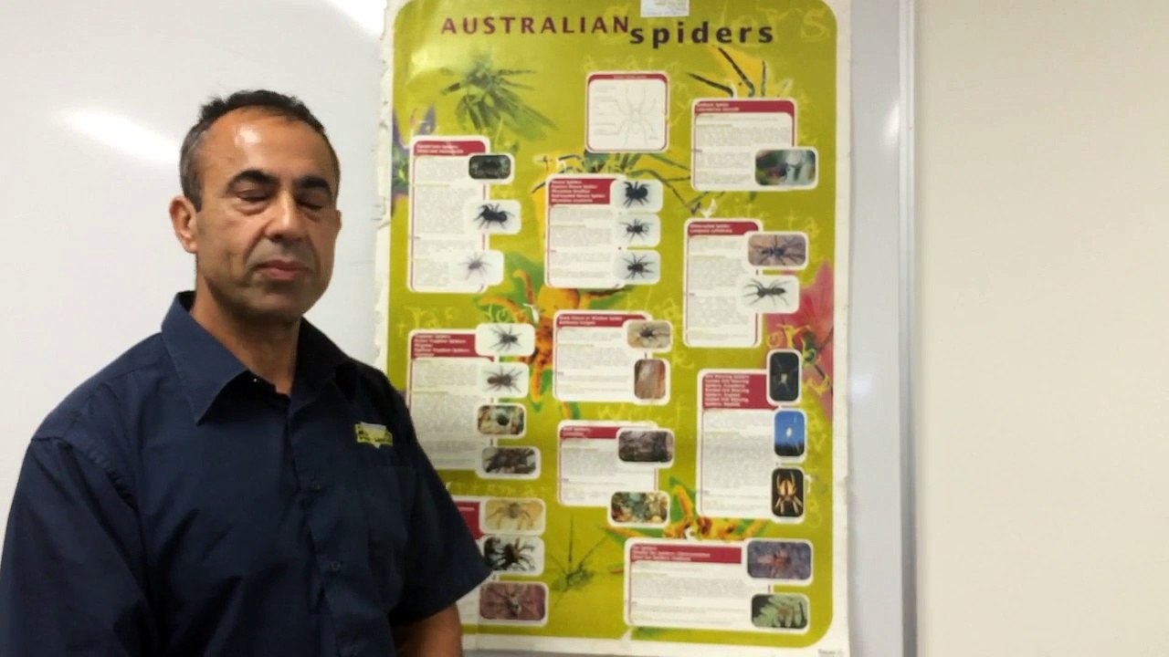 How to identify the Australian spiders living in your home