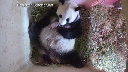 Naissance à Vienne de 2 pandas jumeaux conçus naturellement