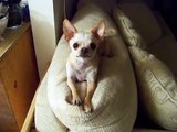 Il Chihuahua Cerca Di Comunicare Qualcosa Al Proprietario: Il Suo Linguaggio è Irresistibile