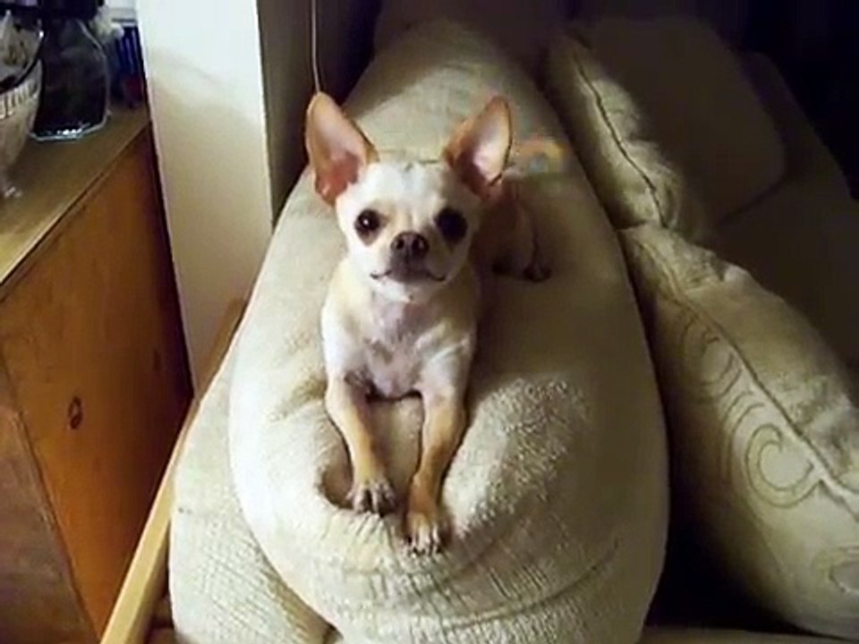 Il Chihuahua Cerca Di Comunicare Qualcosa Al Proprietario: Il Suo Linguaggio è Irresistibile