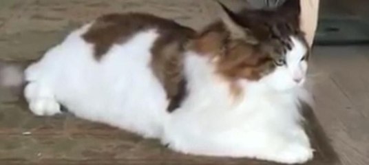 Dünyanın en büyük kedisi olmaya aday