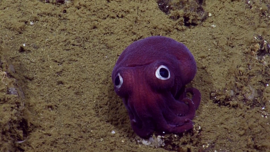 Stubby Squid - La drôle de créature marine