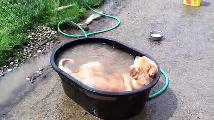 Regalano Al Cane Una Bacinella: La Sua Reazione Fa Capire Che Non Aspettava Altro!