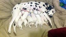 Mamma Dalmata Allatta I Suoi 12 Cuccioli: Tenete D'occhio Quello Con Il Collarino Viola!