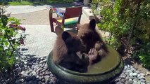 Sente Dei Rumori In Giardino E Si Affaccia Dalla Finestra: La Scena è Adorabile