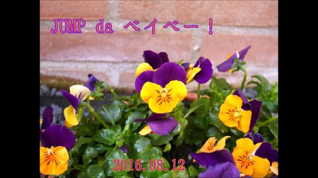 JUMP da ベイベー！#20160812