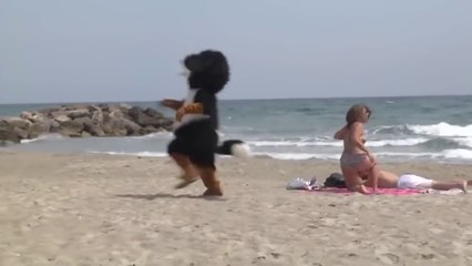 Zapping Vidéos À mourir de rire