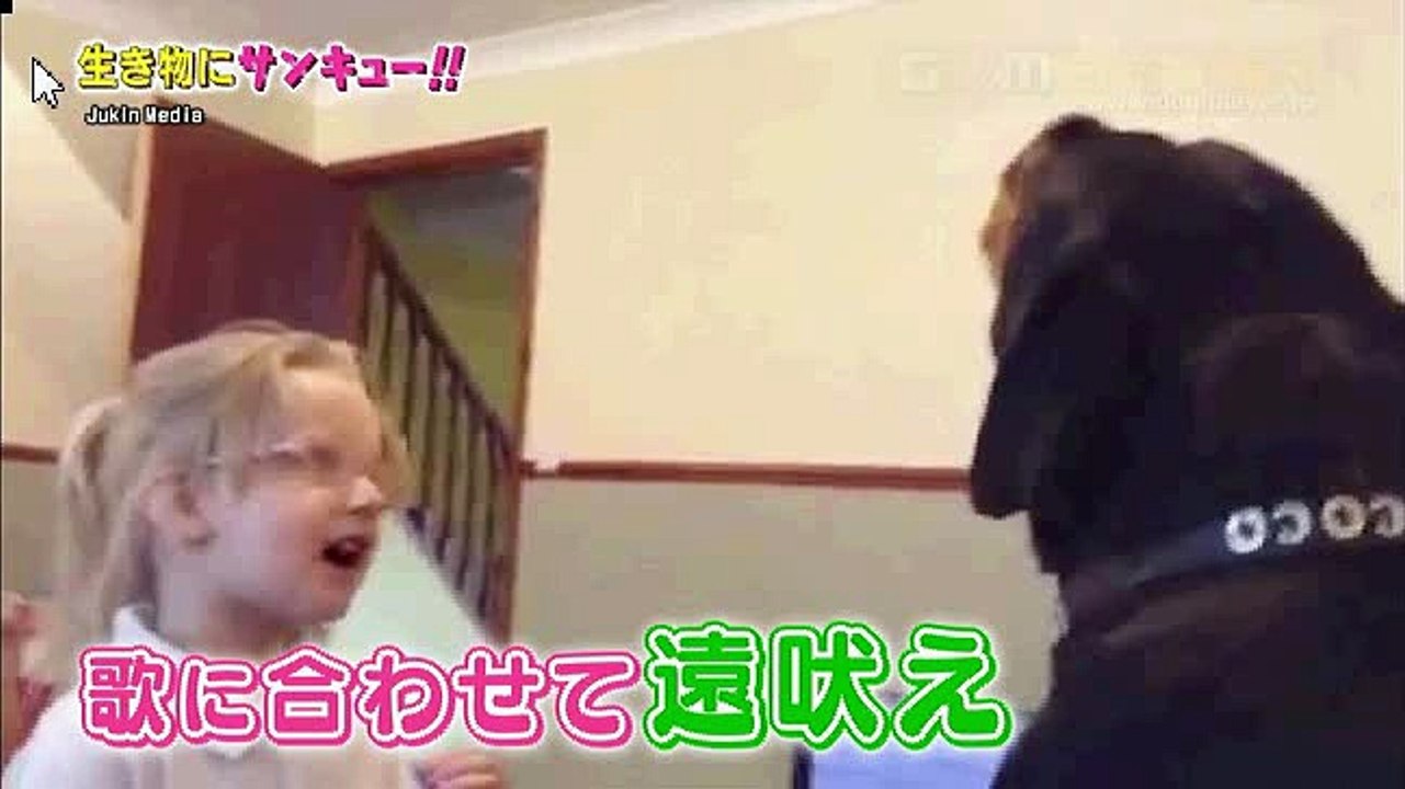 トコトン掘り下げ隊！生き物にサンキュー 体重360kgのクマと暮らす夫婦に密着 日本に前例のない病を持った小さなネコと家族の愛情物語 2016.08.17 2016年8月17日