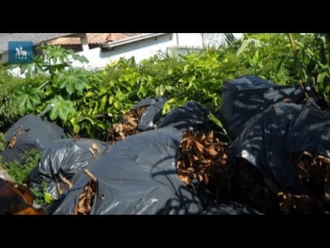 Terreno particular acumula sujeira e vira refúgio para ratos e insetos