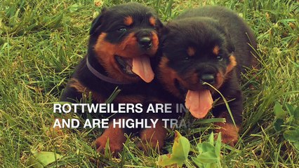 Rottweiler 101- Characteristics And Facts