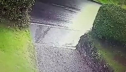 Une femme promène trois chiens (fail)