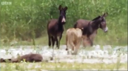 Lions hunting donkeys - BBC,kj
