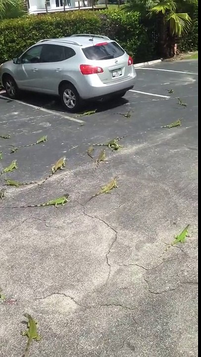 Herd of Iguanas Snacking On Bread