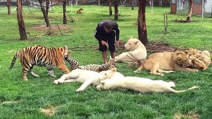 iel po om leopard zachrnil ho tiger