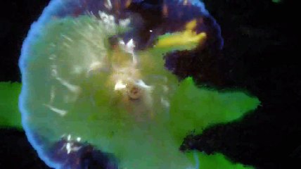 Juego de Tronos  [Cersei se venga del Septo]