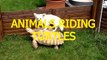 Funny animals riding turtles Animal compilation mj