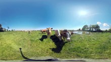 360° Getting Licked by a Cow in Ireland 4k