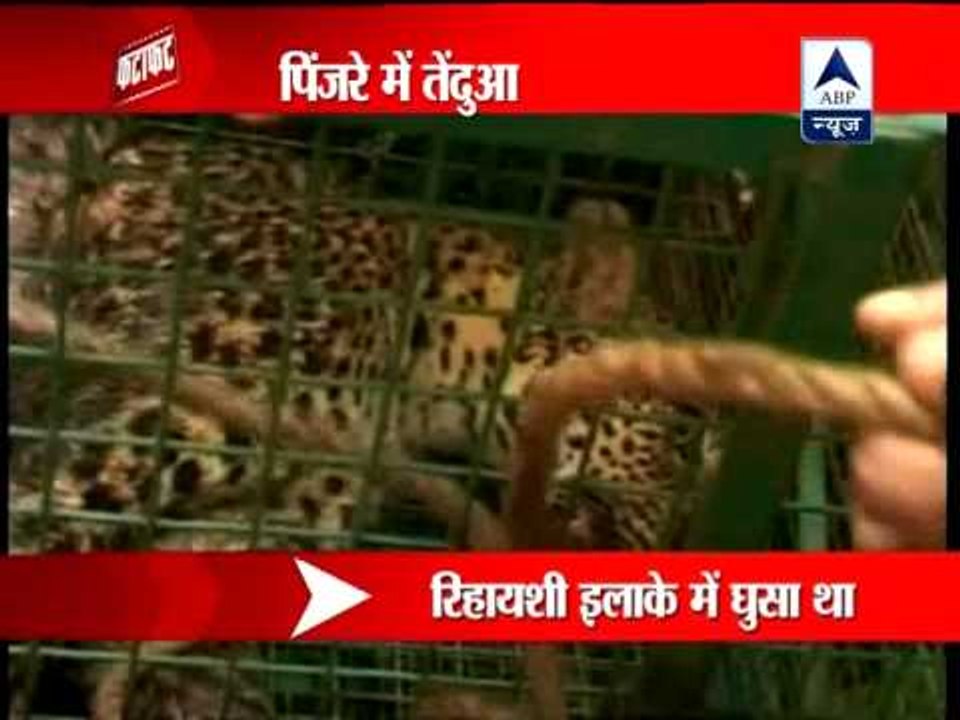 A leopard rescued in Kerala