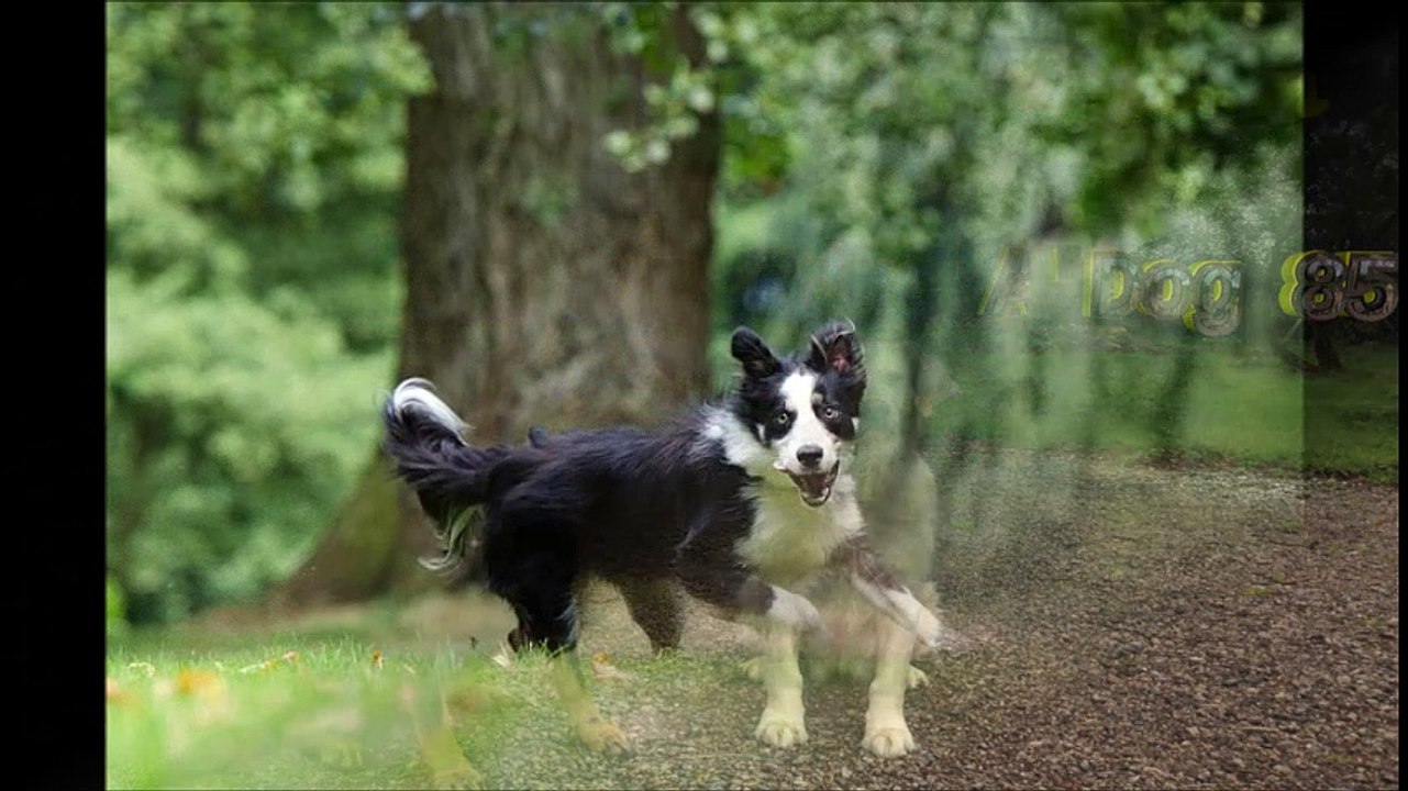 Border Collie