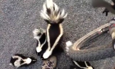 Un cycliste fait la rencontre d'une famille de putois !