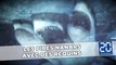 Shark Nanars: Les pires nanars avec des requins