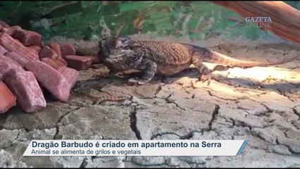 Dragão Barbudo é criado em apartamento na Serra