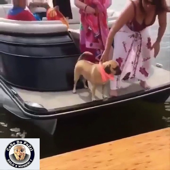 animali compilation
