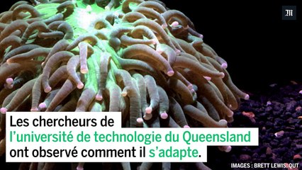 Vidéo : le blanchiment d'un corail en accéléré