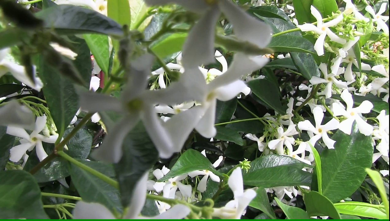 JASMINE IN BLOOM (Video BEST 4K)
