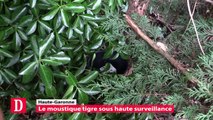 Haute-Garonne : Le moustique tigre sous haute surveillance