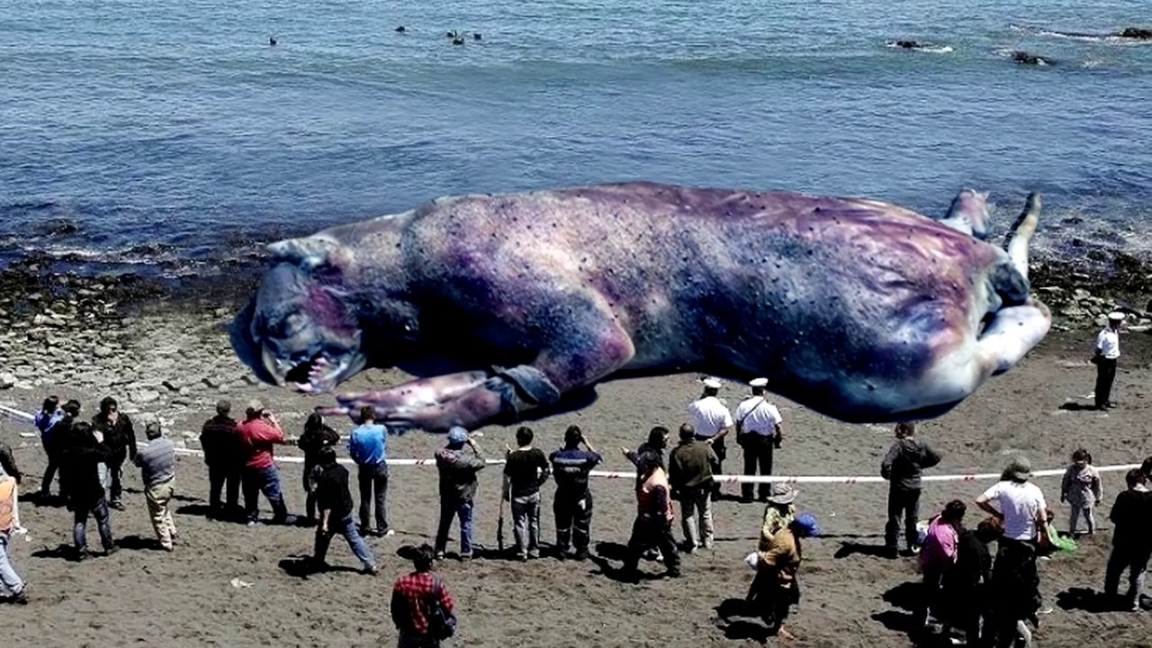 5 CREATURES SEMBLANT VENIR D'UNE AUTRE PLANETE