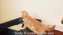 Cette chatte est la mère à part entière d'un adorable lapereau
