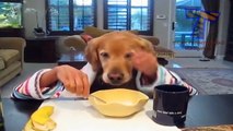 Cats and dogs eating with hands - Funny and cute animal compilation !