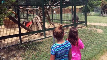 Une petite fille va recevoir les excréments d'un singe en cage énervé !