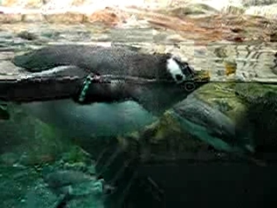 Pingouin au Biodôme