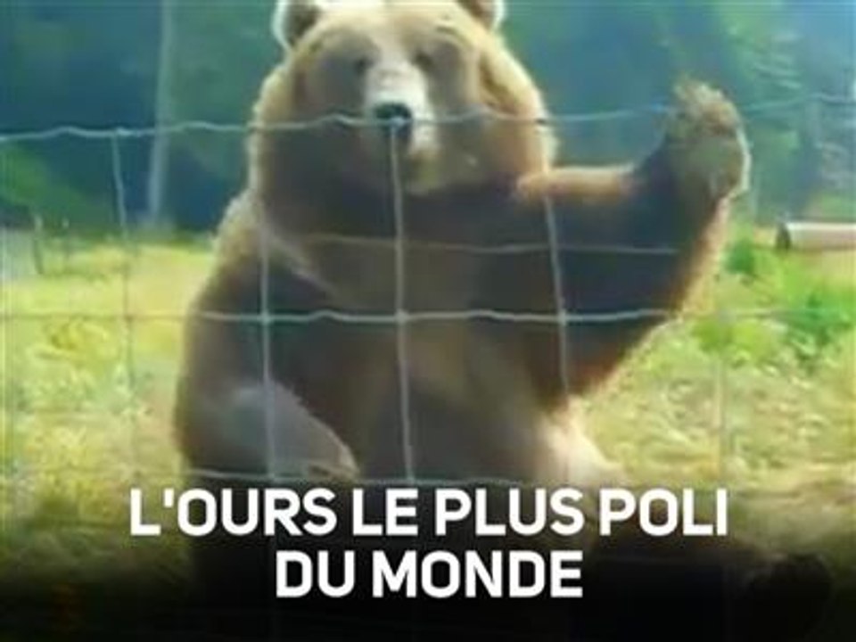 Cet ours vous salue bien bas !