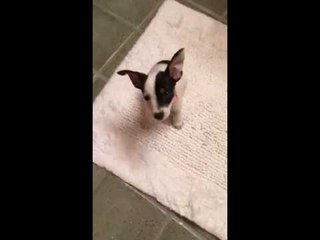 Mischievous Puppy Pretends Innocence