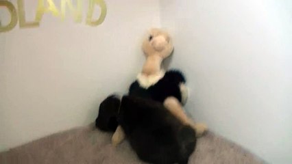 22ème vidéo Chiot n°1 Mâle de la 25ème portée de STAFFORDLAND