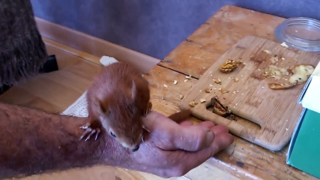 Sauvons les bebes ecureils