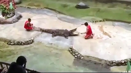 Cocodrilo casi mata a su entrenador en pleno espectáculo