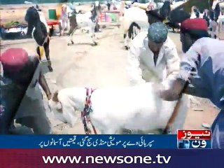Cattle markets have been setup in Karachi