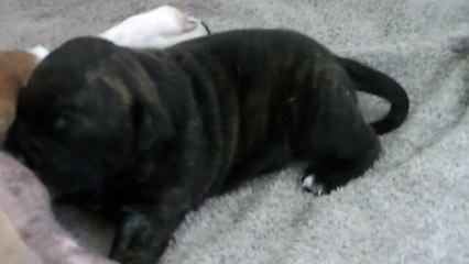 26ème vidéo Chiot n°2 Mâle de la 25ème portée de STAFFORDLAND